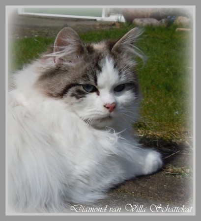 Cattery Villa Schattekat